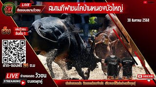 #ถ่ายทอดสดวัวชนวันนี้ #วัวชนวันนี้ สนามกีฬาชนโคหนองบัวใหญ่ วันที่ 30 ส.ค. 68 #ดูวัวชน #วัวชนสด