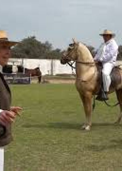 🔴 Mira en VIVO el V Concurso Abierto Interprovincial de Caballo Peruano de Paso – Jequetepeque 2025