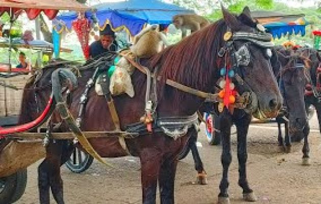 KUDA – KUDA DELMAN – NAIK KUDA – NAIK DELMAN ISTIMEWA – LAGU KALAU KAU SUKA HATI