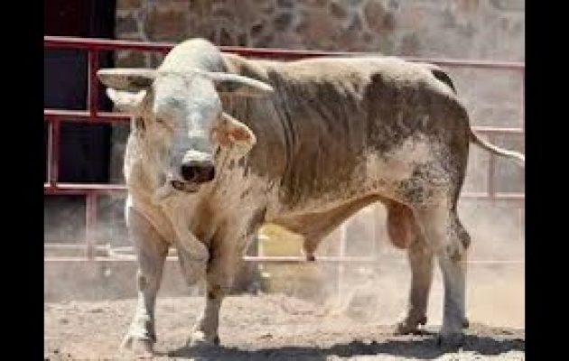 🔴 KIKITO vs EL TORON “GOLLIAT” en Vivo 🔴 4 Octubre 2025 REYES DE JALISCO en Acayuca Hgo | Jaripeo