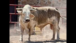 🔴 KIKITO vs EL TORON “GOLLIAT” en Vivo 🔴 4 Octubre 2025 REYES DE JALISCO en Acayuca Hgo | Jaripeo