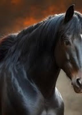 Friesian Horse Tsjalle 454