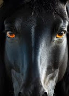 Friesian Horse Bene 476