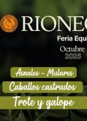 XXIII FERIA EXPOSICION EQUINA GRADO ´´B´´ EXPORIONEGRO 2025 – DIA 1 – CASTRADOS -TROTE Y GALOPE.