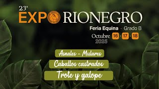 XXIII FERIA EXPOSICION EQUINA GRADO ´´B´´ EXPORIONEGRO 2025 – DIA 1 – CASTRADOS -TROTE Y GALOPE.